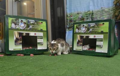 DİKKAT EKRANDA KEDİ VAR!