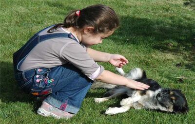 TEPEBAŞI BELEDİYESİ TARAFINDAN 538 KÖPEK SAHİPLENDİRİLDİ
