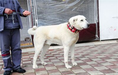“AKBAŞ KÖPEKLERİ” DOĞAL YAŞAM MERKEZİ’NDE AĞIRLANDI