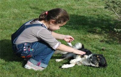 TEPEBAŞI, KÖPEKLERİ SAHİPLENDİRİYOR
