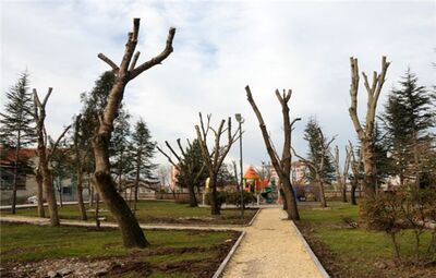 TEPEBAŞI'NIN PARKLARI KIŞIN DA GÜZEL
