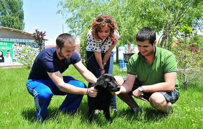 2012 YILINDA 709 KÖPEK SAHİPLENDİRİLDİ  