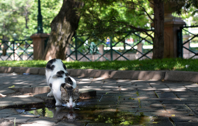 DOSTLARIMIZA BİR KAP SU BIRAKALIM