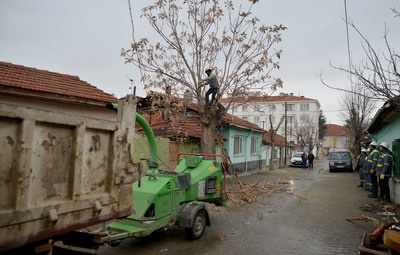 TEPEBAŞI'NDA AĞAÇLAR BUDANIYOR