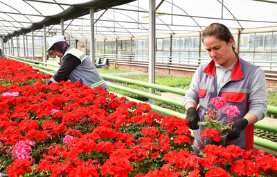 KENT ÇİÇEKLER İLE GÜZELLEŞİYOR