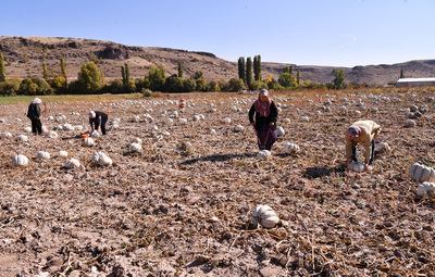 COĞRAFİ İŞARETLİ KIZILİNLER BAL KABAĞINDA HASAT ZAMANI
