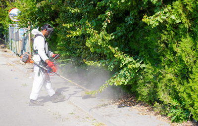 YABANİ OTLAR BİÇİLİYOR