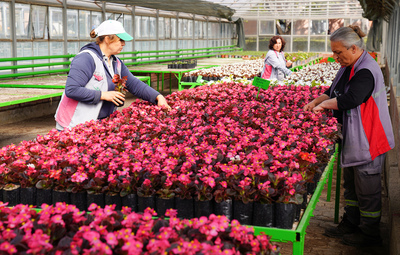 TEPEBAŞI SERALARINDA ÜRETİLEN RENGARENK ÇİÇEKLER İLÇEYİ SÜSLÜYOR