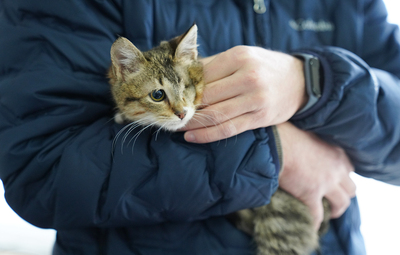 TEPEBAŞI PATİLİ CANLARA YUVA OLUYOR, YUVA BULUYOR