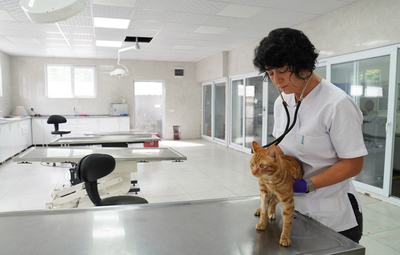 İYİLEŞEN KEDİCİK YENİ YUVASINA KAVUŞMAYI BEKLİYOR