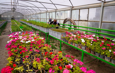 RENGARENK TEPEBAŞI İÇİN ÇİÇEKLERİN ÜRETİMİ SÜRÜYOR