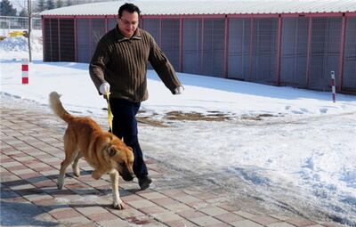 ÜÇ AYAKLI KÖPEK VE KEDİLER SAHİPLENİLMEYİ BEKLİYOR